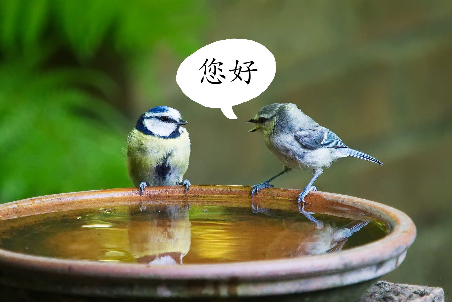 Birds speaking Chinese
