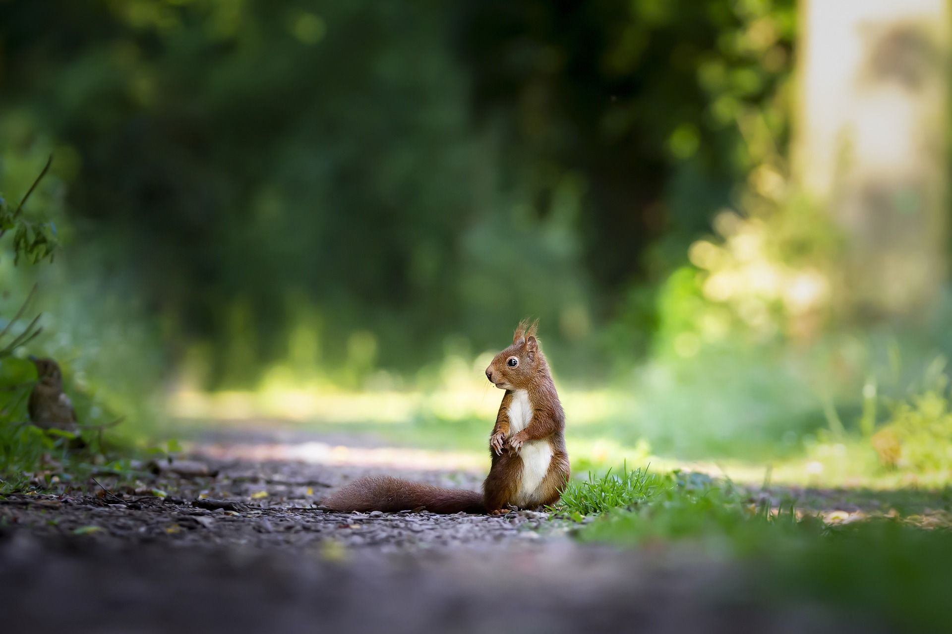 Squirrel sitting on a path