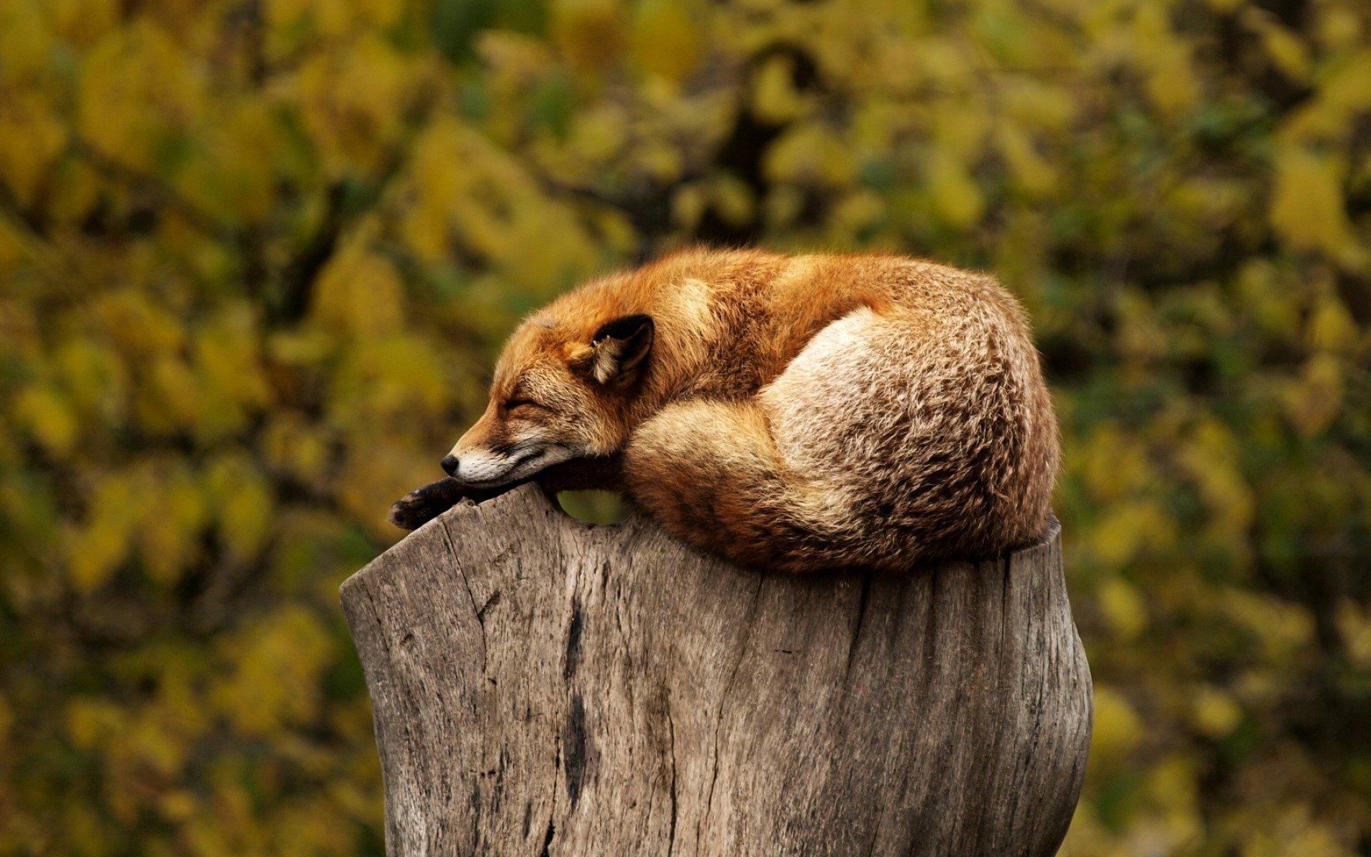 Fox sleeping on a log