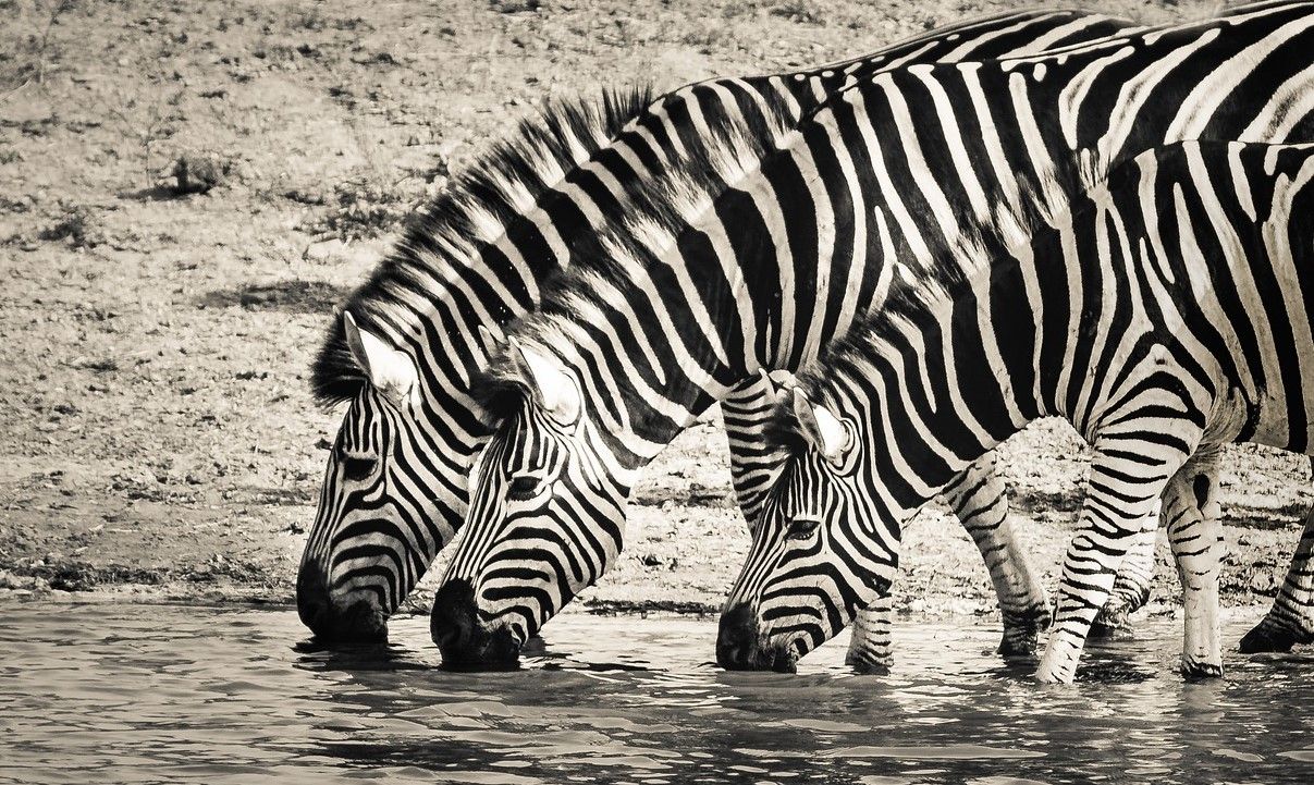 Zebras drinking water for brain health