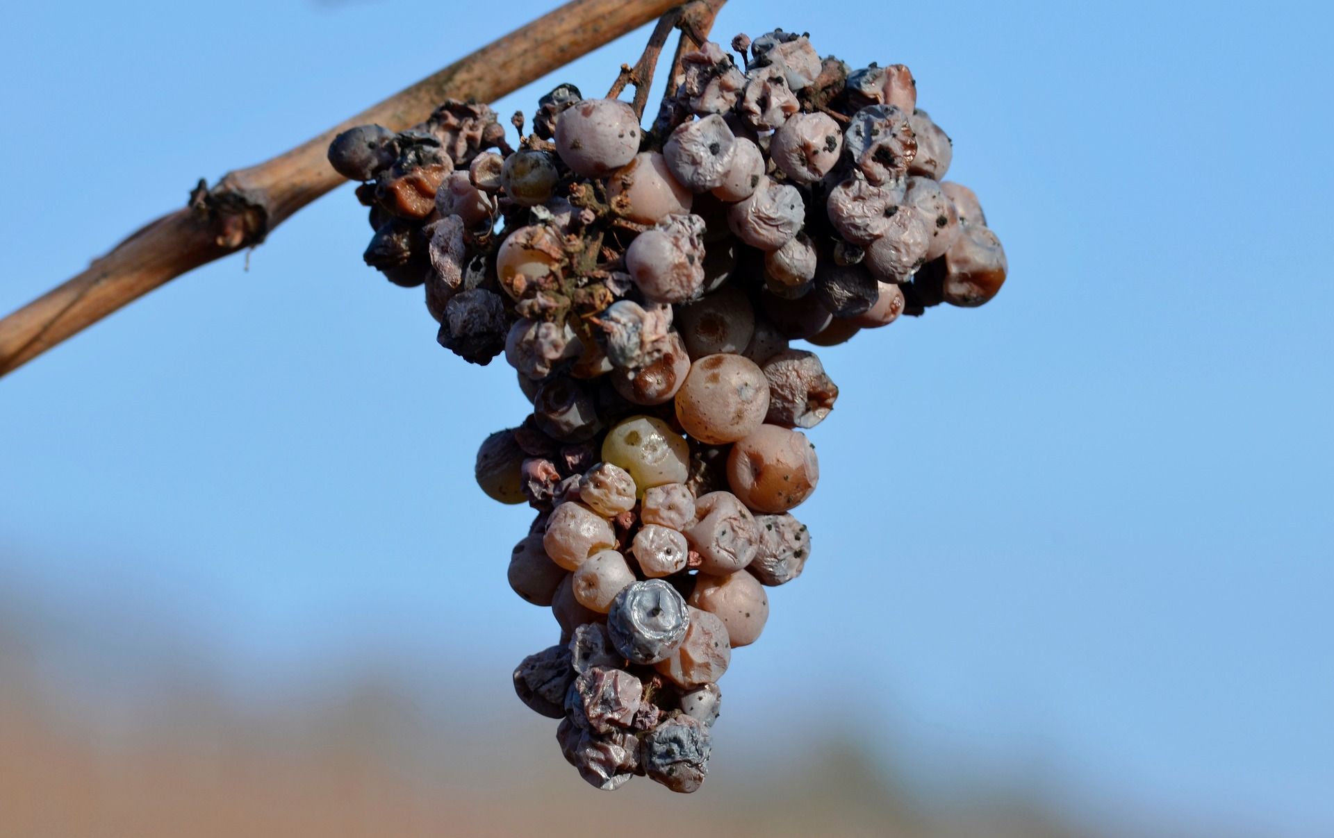 A bunch of grapes affected by Botrytis; WSET Level 2 exam