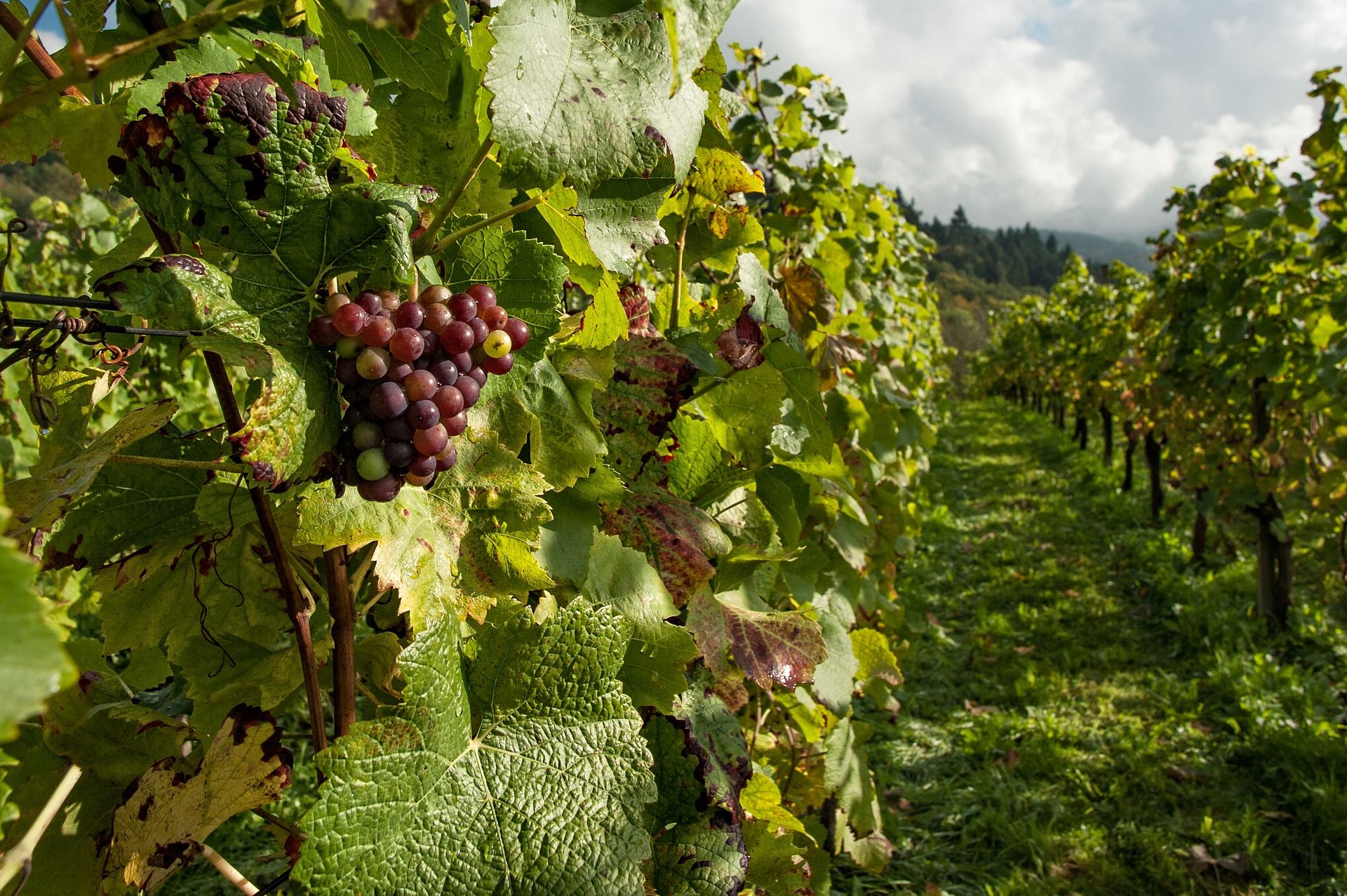 Vineyard with red grapes