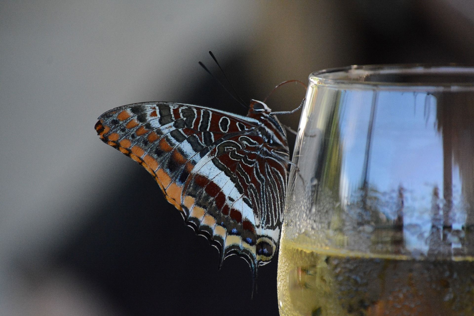 Butterfly on wine glass; WSET Level 1 exam