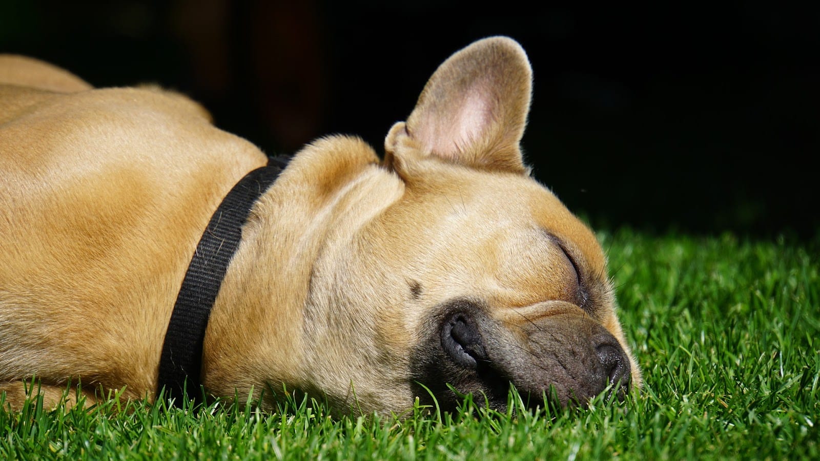 French bulldog fast asleep