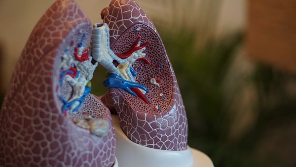 Modelo de plástico de los pulmones de la biología humana